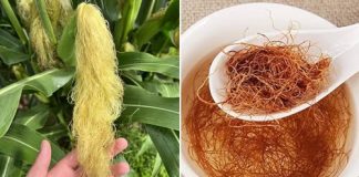 Većina ljudi voli kukuruz, ali ne zna koliko je moćna kukuruzna svila – Evo zašto je nikad ne biste trebali bacati! Većina ljudi voli kukuruz, ali ne zna koliko je moćna kukuruzna svila – Evo zašto je nikad ne biste trebali bacati! - featured image