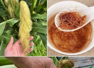 Većina ljudi voli kukuruz, ali ne zna koliko je moćna kukuruzna svila – Evo zašto je nikad ne biste trebali bacati! Većina ljudi voli kukuruz, ali ne zna koliko je moćna kukuruzna svila – Evo zašto je nikad ne biste trebali bacati! - featured image