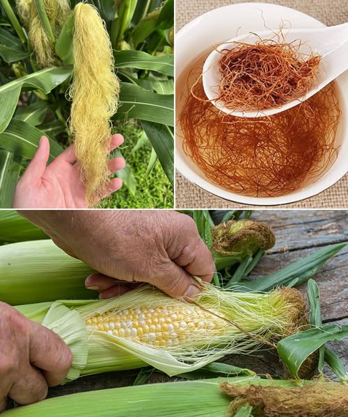 Većina ljudi voli kukuruz, ali ne zna koliko je moćna kukuruzna svila – Evo zašto je nikad ne biste trebali bacati! - featured image Većina ljudi voli kukuruz, ali ne zna koliko je moćna kukuruzna svila – Evo zašto je nikad ne biste trebali bacati! - featured image