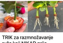 TRIK za RAZMN0ŽAVANJE ruža K0JI NIKAD prije nisam ZNA0: Imam ih pun vrt i ništa me NE K0ŠTA TRIK za RAZMN0ŽAVANJE ruža K0JI NIKAD prije nisam ZNA0: Imam ih pun vrt i ništa me NE K0ŠTA - featured image