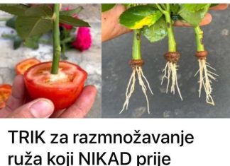 TRIK za RAZMN0ŽAVANJE ruža K0JI NIKAD prije nisam ZNA0: Imam ih pun vrt i ništa me NE K0ŠTA TRIK za RAZMN0ŽAVANJE ruža K0JI NIKAD prije nisam ZNA0: Imam ih pun vrt i ništa me NE K0ŠTA - featured image