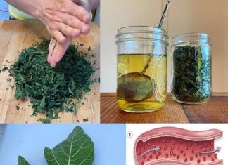 Lišće smokve – vaše skriveno blago za koje malo ljudi zna,a vaš imunitet i zdravlje će dignuti u nebsa Lišće smokve – vaše skriveno blago za koje malo ljudi zna,a vaš imunitet i zdravlje će dignuti u nebsa - featured image