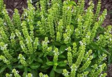 Cvjetovi BOSILJKA mogu biti nevjerovatno korisni – 6 načina kako da ih iskoristite Cvjetovi BOSILJKA mogu biti nevjerovatno korisni – 6 načina kako da ih iskoristite - featured image