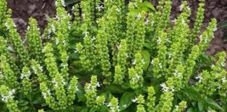 Cvjetovi BOSILJKA mogu biti nevjerovatno korisni – 6 načina kako da ih iskoristite Cvjetovi BOSILJKA mogu biti nevjerovatno korisni – 6 načina kako da ih iskoristite - featured image