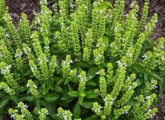 Cvjetovi BOSILJKA mogu biti nevjerovatno korisni – 6 načina kako da ih iskoristite Cvjetovi BOSILJKA mogu biti nevjerovatno korisni – 6 načina kako da ih iskoristite - featured image