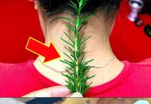 Imala sam ogromne bolove u vratu i zglobovima – evo kako mi je običan ruzmarin pomogao Imala sam ogromne bolove u vratu i zglobovima – evo kako mi je običan ruzmarin pomogao - featured image