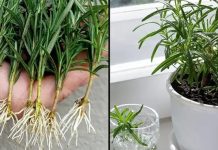 Kako uzgajati ruzmarin iz reznica u vodi i presaditi ih u saksije Kako uzgajati ruzmarin iz reznica u vodi i presaditi ih u saksije - featured image