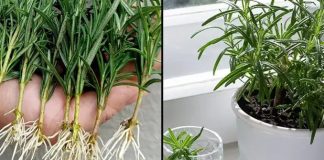 Kako uzgajati ruzmarin iz reznica u vodi i presaditi ih u saksije Kako uzgajati ruzmarin iz reznica u vodi i presaditi ih u saksije - featured image