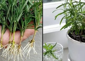 Kako uzgajati ruzmarin iz reznica u vodi i presaditi ih u saksije Kako uzgajati ruzmarin iz reznica u vodi i presaditi ih u saksije - featured image