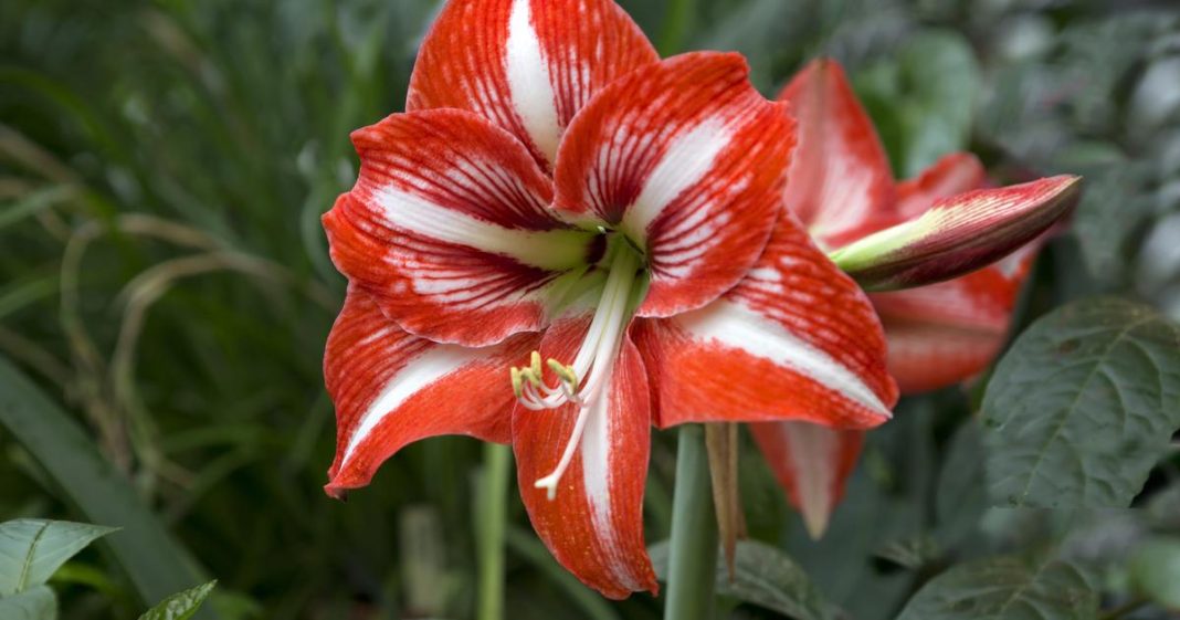 Amarilis vam još ne cvjeta? Evo što sve radite krivo - featured image