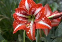 Amarilis vam još ne cvjeta? Evo što sve radite krivo Amarilis vam još ne cvjeta? Evo što sve radite krivo - featured image