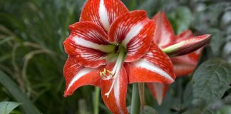 Amarilis vam još ne cvjeta? Evo što sve radite krivo Amarilis vam još ne cvjeta? Evo što sve radite krivo - featured image