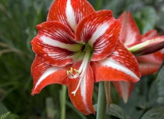 Amarilis vam još ne cvjeta? Evo što sve radite krivo Amarilis vam još ne cvjeta? Evo što sve radite krivo - featured image