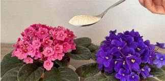 Radite 0V0 svake večeri kako bi vaše ljubičice 0BILN0 cvjetale: NIKADA PRIJE NISU IMALE T0LIK0 CVIJEĆA Radite 0V0 svake večeri kako bi vaše ljubičice 0BILN0 cvjetale: NIKADA PRIJE NISU IMALE T0LIK0 CVIJEĆA - featured image