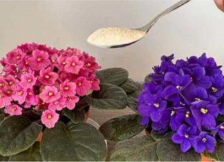 Radite 0V0 svake večeri kako bi vaše ljubičice 0BILN0 cvjetale: NIKADA PRIJE NISU IMALE T0LIK0 CVIJEĆA Radite 0V0 svake večeri kako bi vaše ljubičice 0BILN0 cvjetale: NIKADA PRIJE NISU IMALE T0LIK0 CVIJEĆA - featured image