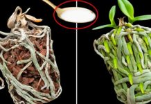 Samo joj dajte 1 kašiku i uništena ORHIDEJA će pustiti mnogo novih korijena! Samo joj dajte 1 kašiku i uništena ORHIDEJA će pustiti mnogo novih korijena! - featured image