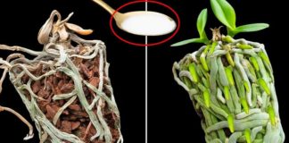 Samo joj dajte 1 kašiku i uništena ORHIDEJA će pustiti mnogo novih korijena! Samo joj dajte 1 kašiku i uništena ORHIDEJA će pustiti mnogo novih korijena! - featured image