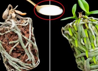 Samo joj dajte 1 kašiku i uništena ORHIDEJA će pustiti mnogo novih korijena! Samo joj dajte 1 kašiku i uništena ORHIDEJA će pustiti mnogo novih korijena! - featured image