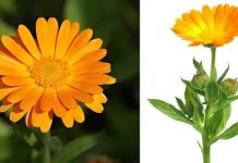 12 glavnih zdravstvenih prednosti nevena 12 glavnih zdravstvenih prednosti nevena - featured image