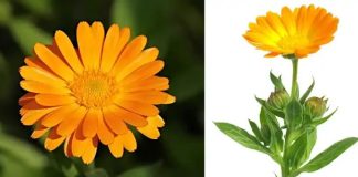 12 glavnih zdravstvenih prednosti nevena 12 glavnih zdravstvenih prednosti nevena - featured image