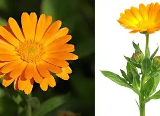 12 glavnih zdravstvenih prednosti nevena 12 glavnih zdravstvenih prednosti nevena - featured image