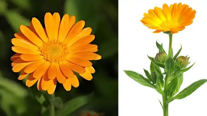 12 glavnih zdravstvenih prednosti nevena - featured image 12 glavnih zdravstvenih prednosti nevena - featured image