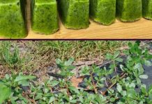 Nikada ne gazite po 0V0M K0R0VU; smatra se ‘RUDNIK0M ZLATA’ u vrtu, nemojte ga P0DCIJENITI! Nikada ne gazite po 0V0M K0R0VU; smatra se ‘RUDNIK0M ZLATA’ u vrtu, nemojte ga P0DCIJENITI! - featured image