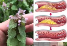 Ljubičasta mrtva kopriva (Lamium purpureum): divlji saveznik za cirkulaciju i zdravlje srca Ljubičasta mrtva kopriva (Lamium purpureum): divlji saveznik za cirkulaciju i zdravlje srca - featured image