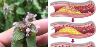 Ljubičasta mrtva kopriva (Lamium purpureum): divlji saveznik za cirkulaciju i zdravlje srca Ljubičasta mrtva kopriva (Lamium purpureum): divlji saveznik za cirkulaciju i zdravlje srca - featured image