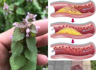 Ljubičasta mrtva kopriva (Lamium purpureum): divlji saveznik za cirkulaciju i zdravlje srca Ljubičasta mrtva kopriva (Lamium purpureum): divlji saveznik za cirkulaciju i zdravlje srca - featured image