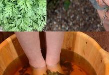 Starinski trik sa pelinom koji regeneriše telo kroz stopala za 20 minuta – lekari ostaju bez reči! Starinski trik sa pelinom koji regeneriše telo kroz stopala za 20 minuta – lekari ostaju bez reči! - featured image