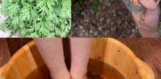 Starinski trik sa pelinom koji regeneriše telo kroz stopala za 20 minuta – lekari ostaju bez reči! Starinski trik sa pelinom koji regeneriše telo kroz stopala za 20 minuta – lekari ostaju bez reči! - featured image