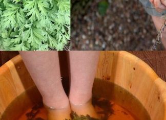 Starinski trik sa pelinom koji regeneriše telo kroz stopala za 20 minuta – lekari ostaju bez reči! Starinski trik sa pelinom koji regeneriše telo kroz stopala za 20 minuta – lekari ostaju bez reči! - featured image