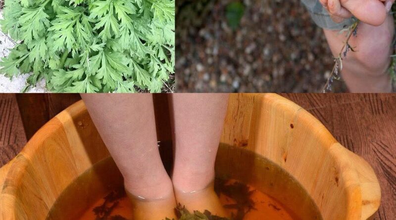 Starinski trik sa pelinom koji regeneriše telo kroz stopala za 20 minuta – lekari ostaju bez reči! - featured image Starinski trik sa pelinom koji regeneriše telo kroz stopala za 20 minuta – lekari ostaju bez reči! - featured image