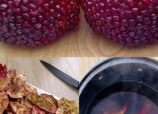 Skrivena moć kore nara: 10 zdravstvenih prednosti i kako je koristiti Skrivena moć kore nara: 10 zdravstvenih prednosti i kako je koristiti - featured image