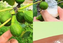 Nevjerovatne zdravstvene prednosti smokvinog soka: Dar prirode za dobrobit Nevjerovatne zdravstvene prednosti smokvinog soka: Dar prirode za dobrobit - featured image