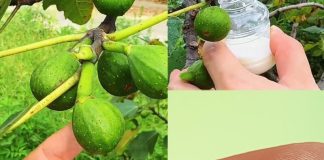 Nevjerovatne zdravstvene prednosti smokvinog soka: Dar prirode za dobrobit Nevjerovatne zdravstvene prednosti smokvinog soka: Dar prirode za dobrobit - featured image