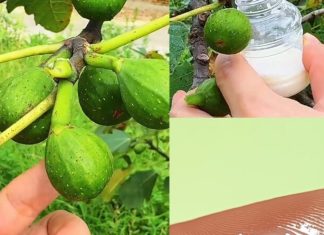 Nevjerovatne zdravstvene prednosti smokvinog soka: Dar prirode za dobrobit Nevjerovatne zdravstvene prednosti smokvinog soka: Dar prirode za dobrobit - featured image