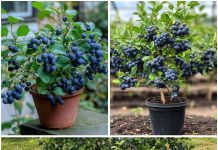 Kako uzgajati kante pune borovnica – bez obzira gdje živite! Kako uzgajati kante pune borovnica – bez obzira gdje živite! - featured image