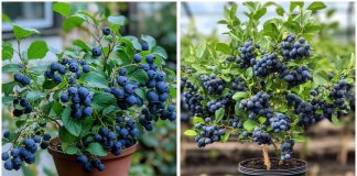 Kako uzgajati kante pune borovnica – bez obzira gdje živite! Kako uzgajati kante pune borovnica – bez obzira gdje živite! - featured image