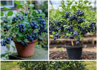 Kako uzgajati kante pune borovnica – bez obzira gdje živite! Kako uzgajati kante pune borovnica – bez obzira gdje živite! - featured image