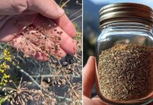 Sjemenke kopra: Zaboravljeno blago za probavu, hormone i miran san Sjemenke kopra: Zaboravljeno blago za probavu, hormone i miran san - featured image