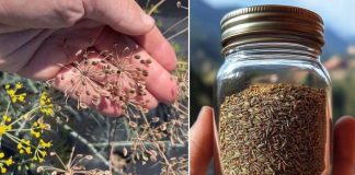 Sjemenke kopra: Zaboravljeno blago za probavu, hormone i miran san Sjemenke kopra: Zaboravljeno blago za probavu, hormone i miran san - featured image