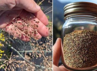 Sjemenke kopra: Zaboravljeno blago za probavu, hormone i miran san Sjemenke kopra: Zaboravljeno blago za probavu, hormone i miran san - featured image