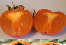 VOĆE PUNO VITAMINA KOJE ČUVA SRCE ❤️ I SNIŽAVA KISELOST KRVI! PROBAJTE GA ODMAH! VOĆE PUNO VITAMINA KOJE ČUVA SRCE ❤️ I SNIŽAVA KISELOST KRVI! PROBAJTE GA ODMAH! - featured image