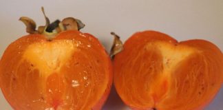 VOĆE PUNO VITAMINA KOJE ČUVA SRCE ❤️ I SNIŽAVA KISELOST KRVI! PROBAJTE GA ODMAH! VOĆE PUNO VITAMINA KOJE ČUVA SRCE ❤️ I SNIŽAVA KISELOST KRVI! PROBAJTE GA ODMAH! - featured image