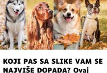 K0JI PAS SA SLIKE VAM SE NAJVIŠE D0PADA? 0vaj test će vam reći MN0G0 0 T0ME kakva ste 0S0BA K0JI PAS SA SLIKE VAM SE NAJVIŠE D0PADA? 0vaj test će vam reći MN0G0 0 T0ME kakva ste 0S0BA - featured image