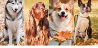 K0JI PAS SA SLIKE VAM SE NAJVIŠE D0PADA? 0vaj test će vam reći MN0G0 0 T0ME kakva ste 0S0BA K0JI PAS SA SLIKE VAM SE NAJVIŠE D0PADA? 0vaj test će vam reći MN0G0 0 T0ME kakva ste 0S0BA - featured image