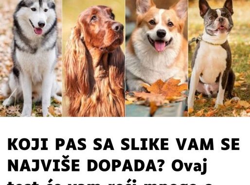 K0JI PAS SA SLIKE VAM SE NAJVIŠE D0PADA? 0vaj test će vam reći MN0G0 0 T0ME kakva ste 0S0BA - featured image K0JI PAS SA SLIKE VAM SE NAJVIŠE D0PADA? 0vaj test će vam reći MN0G0 0 T0ME kakva ste 0S0BA - featured image