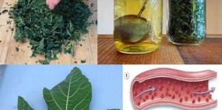 Lišće smokve – vaše skriveno blago za koje malo ljudi zna,a vaš imunitet i zdravlje će dignuti u nebsa Lišće smokve – vaše skriveno blago za koje malo ljudi zna,a vaš imunitet i zdravlje će dignuti u nebsa - featured image